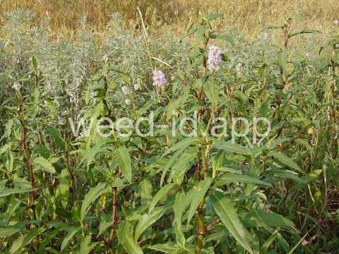 smartweed, water